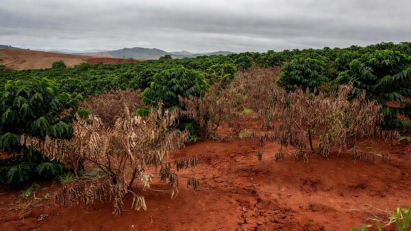 Plantação de café em Minas Gerais impactada por eventos climáticos