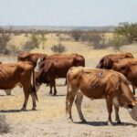 Gado pastando em fazenda no condado de Zavala, no Texas, Estados Unidos, onde foi detectada infecção pela mosca-da-bicheira — Foto: REUTERS/Kaylee Greenlee