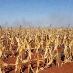 Lavoura de milho em Mato Grosso com risco de incêndio na colheita