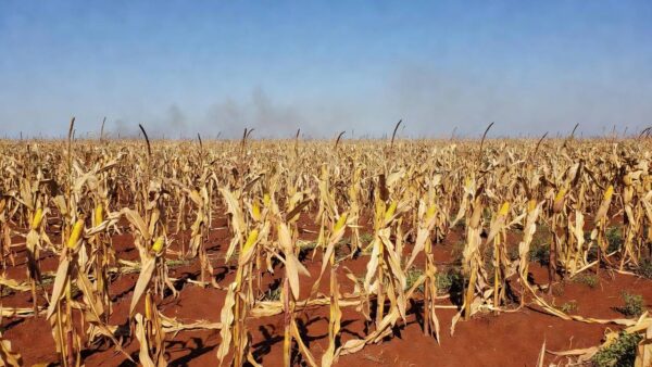 Lavoura de milho em Mato Grosso com risco de incêndio na colheita