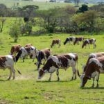 Foto: Divulgação Girolando