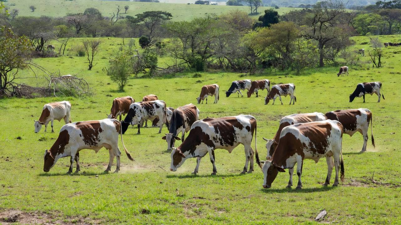Foto: Divulgação Girolando