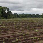 Foto: Soja Brasil