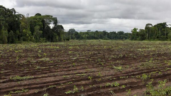Foto: Soja Brasil