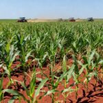 Lavoura de milho safrinha no Brasil com tratores agrícolas
