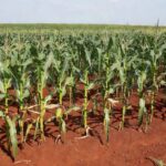 Lagarta-do-cartucho é uma das piores pragas agrícolas e atinge mais de 200 culturas Foto: Marina Pessoa