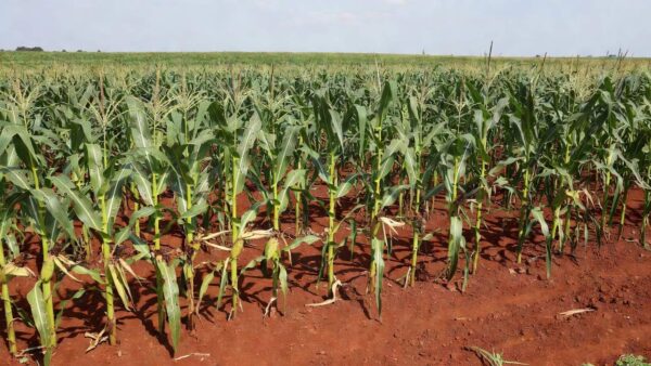 Lagarta-do-cartucho é uma das piores pragas agrícolas e atinge mais de 200 culturas Foto: Marina Pessoa