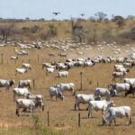 Novas tecnologias reduzem erros e desperdício no agro no interior de SP — Foto: Reprodução/TV TEM