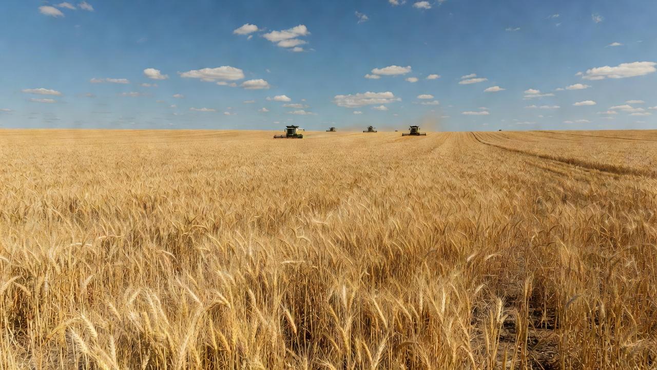 Plantação de trigo no sul do Brasil durante a colheita