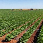 Lavoura de soja no Brasil com custos de plantio elevados por hectare