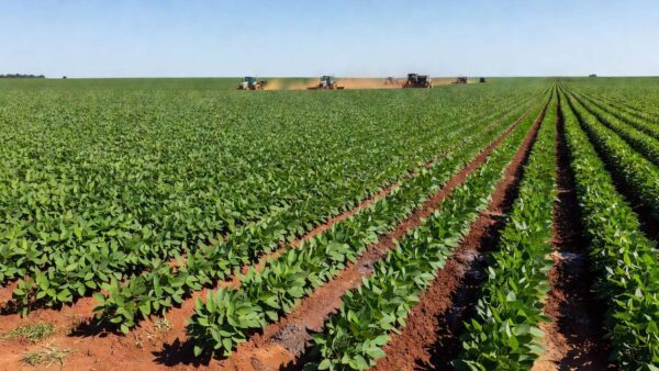 Lavoura de soja no Brasil com custos de plantio elevados por hectare