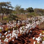 Plantação de algodão em lavoura brasileira sob luz natural