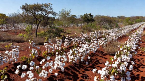 Plantação de algodão em lavoura brasileira sob luz natural