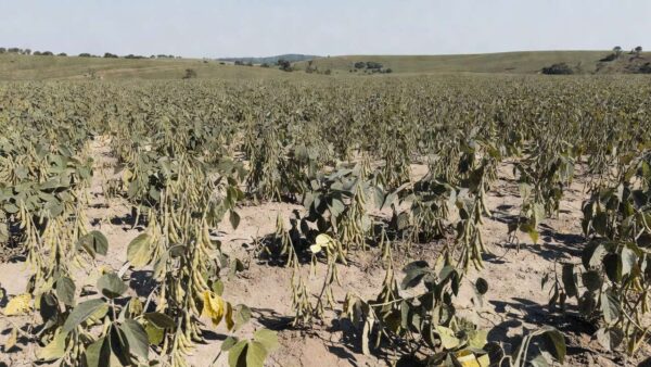 Plantação de soja no Brasil com solo seco, alta de preços em Chicago