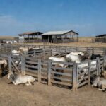 A Fazenda Conforto é uma das maiores fornecedoras de gado da JBS — Foto: José Florentino/Globo Rural