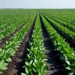 A Bayer sustenta que o Roundup é seguro e afirma que o glifosato, seu princípio ativo, não causa câncer — Foto: Mike Mozart/Wikimedia Commons