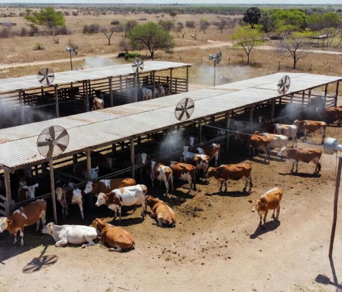 Foto: Instagram/@fazenda_avelan