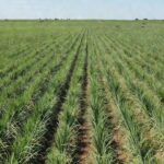 Plantação de supercana no interior de São Paulo representando investimento agrícola