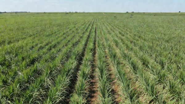 Plantação de supercana no interior de São Paulo representando investimento agrícola