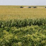 Lavouras de grãos no Brasil representando plano de produção da China