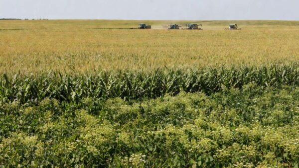 Lavouras de grãos no Brasil representando plano de produção da China