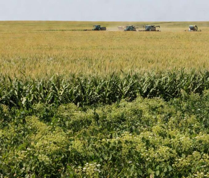 Lavouras de grãos no Brasil representando plano de produção da China