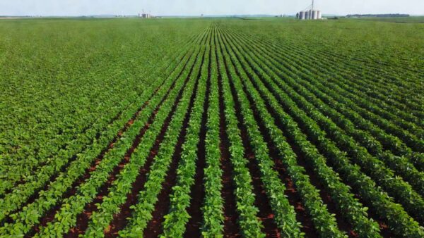Plantação de soja no Brasil com alta nos preços