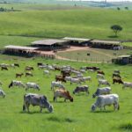 Rebanho bovino em fazenda brasileira representando exportação de sêmen