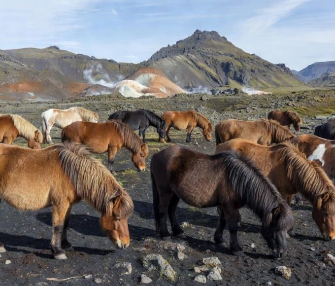 Foto: Shelley Paulson