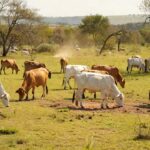 A febre aftosa é uma doença viral altamente contagiosa que afeta bovinos, suínos, ovinos e outros animais de casco fendido — Foto: Globo Rural