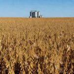 Plantação de soja no Brasil com silos ao fundo, representando exportação de óleo de soja