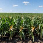 Lavoura de milho no Brasil sob céu azul, representando produção agrícola