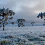 Paisagem do Sul do Brasil com geada causada por massa polar