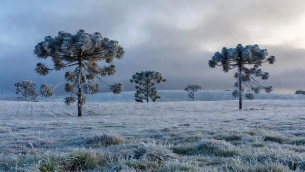 Paisagem do Sul do Brasil com geada causada por massa polar