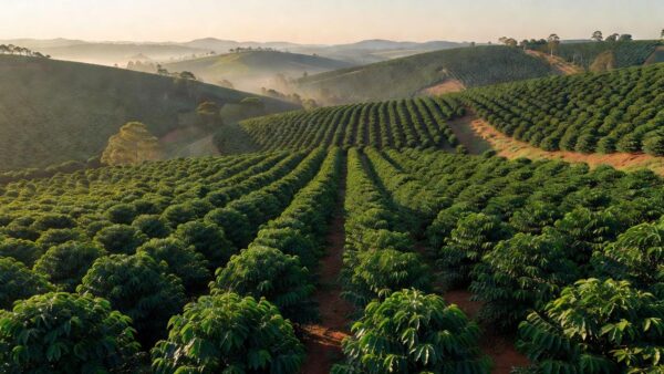Plantação de café em Minas Gerais representando estudo da Cooxupé vencedor na IFAMA 2026