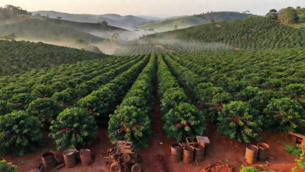 Trabalhadora rural Hellen Vitoria colhe grãos de café em uma plantação em Porciúncula, no estado do Rio de Janeiro, Brasil, em 17 de julho de 2025. — Foto: AP - Bruna Prado