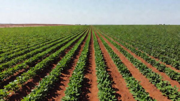 Lavoura de soja no Brasil representando o seguro rural