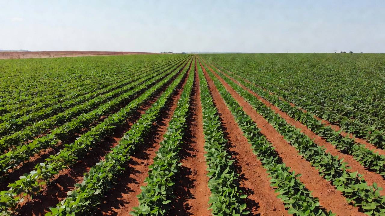 Lavoura de soja no Brasil representando o seguro rural
