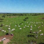 Pastagem brasileira com bovinos monitorados via satélite