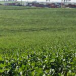 Foto: CropLife