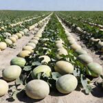 Plantação de melão SV6276MA da Seminis Bayer com alta produtividade no Brasil