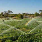 Vão do Paranã, no nordeste de Goiás, antes conhecido por muitos como o "corredor da miséria", começa a colher os frutos de um investimento que leva água e tecnologia a pequenos assentamentos da reforma agrária. — Foto: Globo Rural