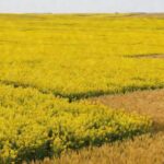 Lavoura de canola em floração (Foto: S. Kovaleski)