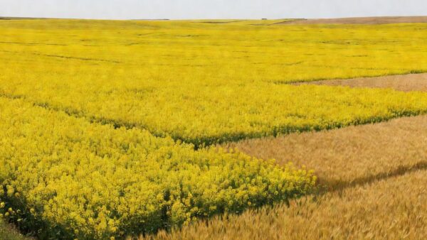 Lavoura de canola em floração (Foto: S. Kovaleski)