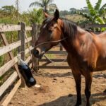 Veterinários tratando cavalo com Coca-Cola via sonda para fitobezoar em fazenda brasileira