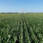 Plantação de milho no Brasil com Congresso Nacional ao fundo, agronegócio e MAIZAR 2026