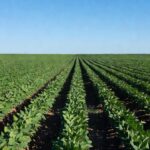Campos de soja no Brasil após alta de preços em Chicago com dados do USDA