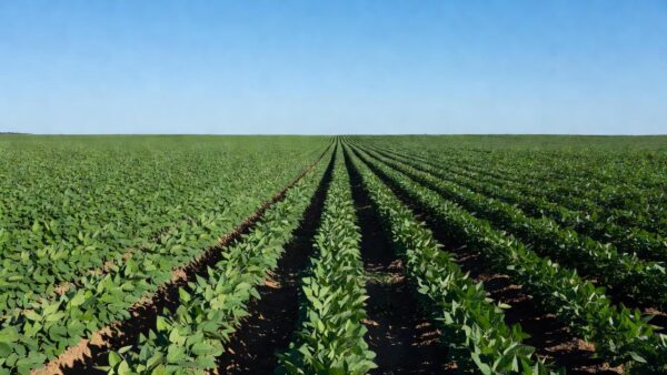 Campos de soja no Brasil após alta de preços em Chicago com dados do USDA