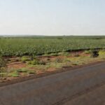 Cultivo de soja em faixas de domínio de rodovia federal em Mato Grosso