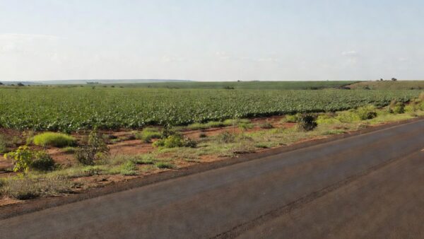 Cultivo de soja em faixas de domínio de rodovia federal em Mato Grosso